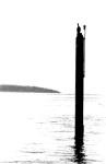A cormorant watching the sea.