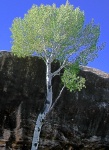Kane Gulch, Natural Bridges National Park