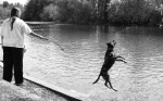 This dog was happily doing backflips into the stream.