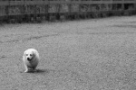 Perhaps the saddest looking dog, ever.