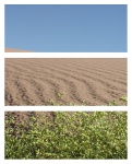 Triptych