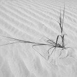 Solitary life on a sand dune.
