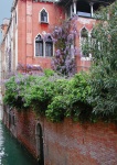Wisteria growing on the back of a palazzo (palace).