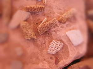 Photo with smaller depth-of-field